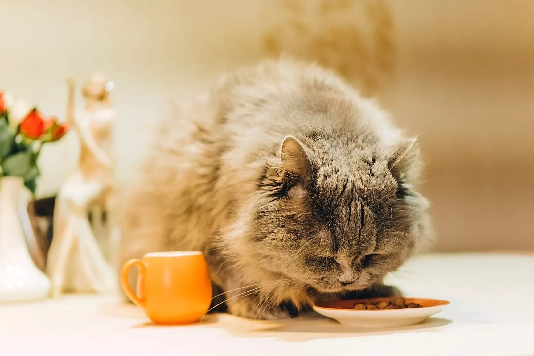Mačka jede hranu