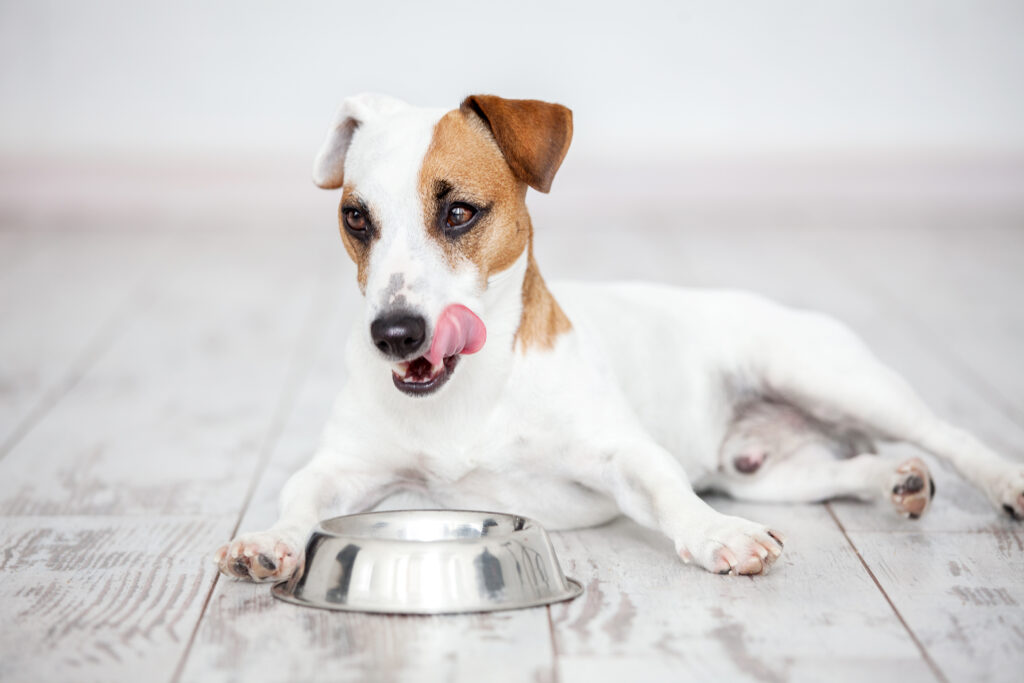Pas jede hranu iz posude Promjena prehrane psa - Jack Russel sa zdjelicom