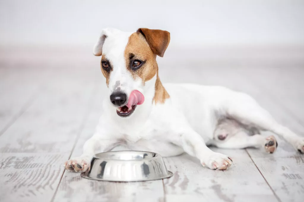 Promjena prehrane psa - Jack Russel sa zdjelicom