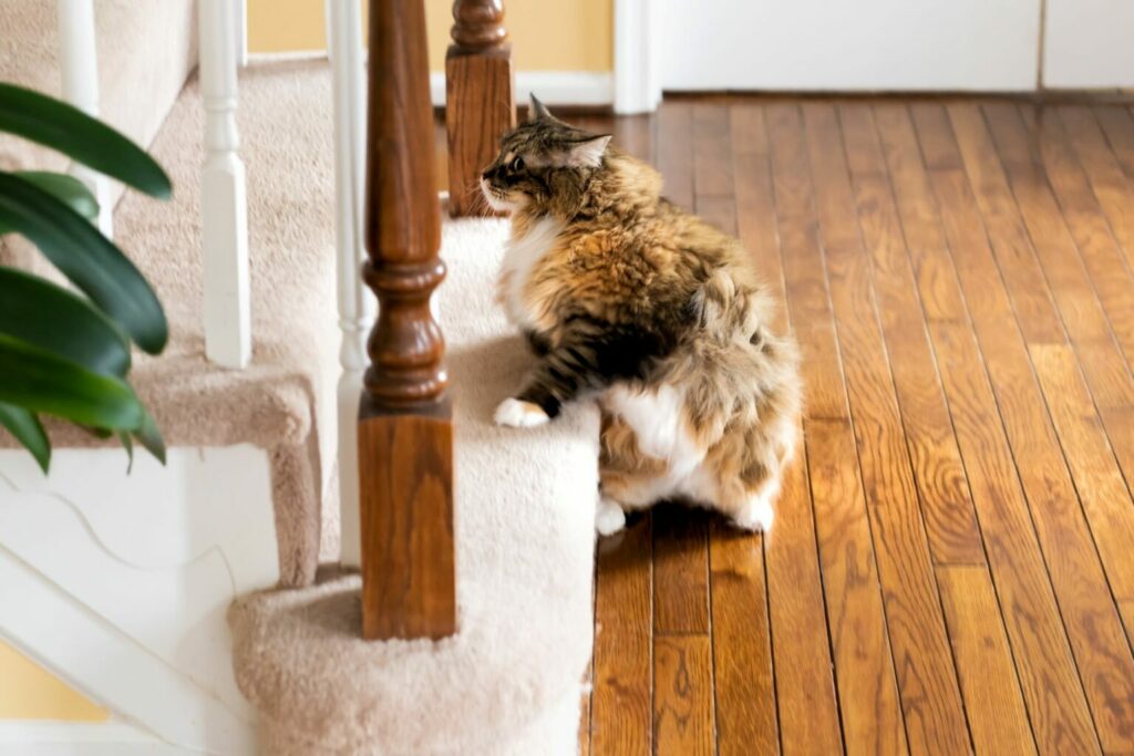 Mačka čeka na stepenicama