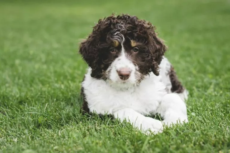 Mladi Bernedoodle leži na travi