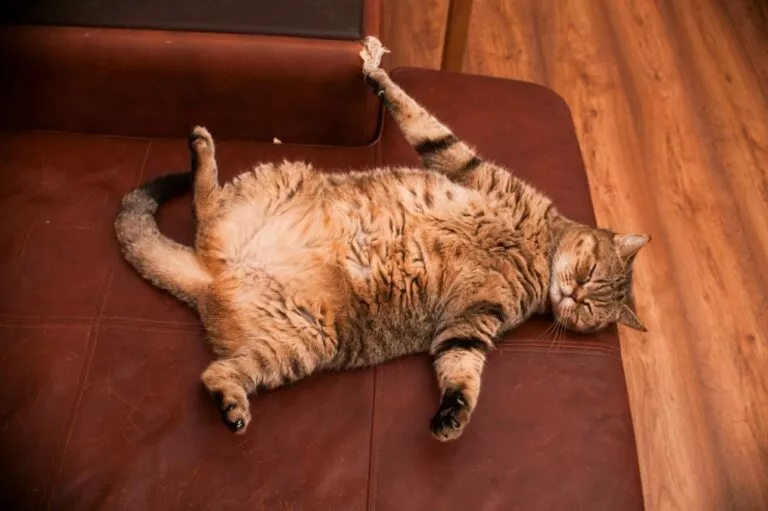Pretilost mačke: mačka s prekomjernom tjelesnom težinom na kauču