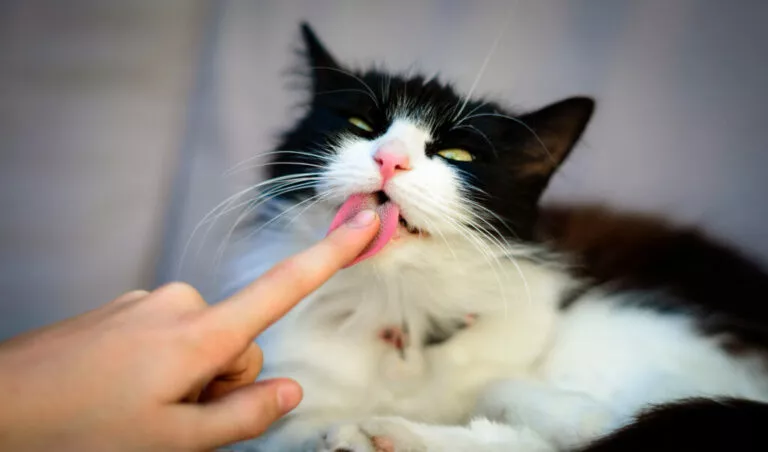 Crno-bijela mačka liže prst