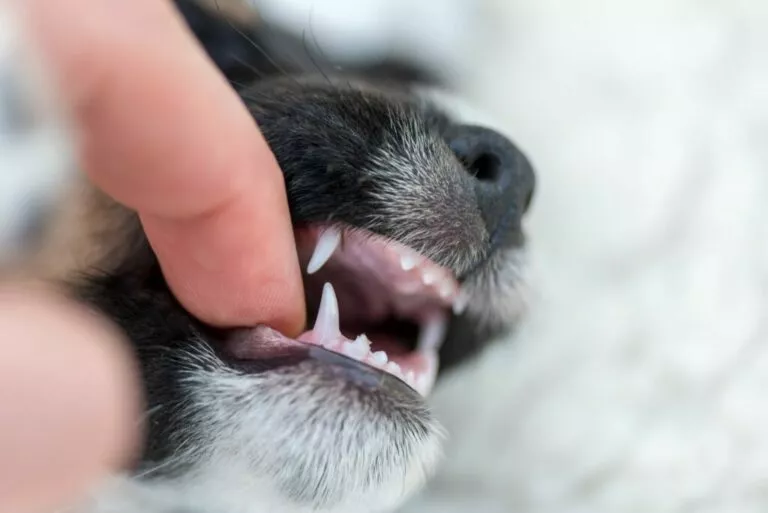 Promjena zuba kod pasa