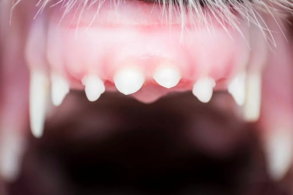 Gornji mliječni zubi kod psa prije promjene