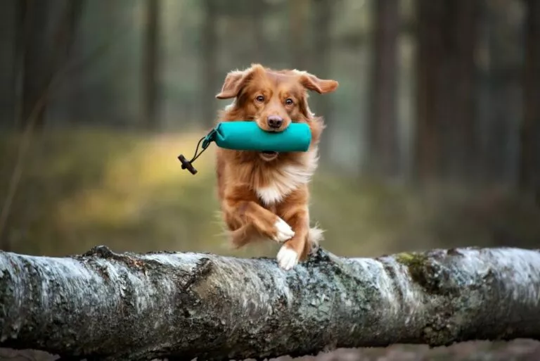 Sport za pse: trenirajte s vašim ljubimcem