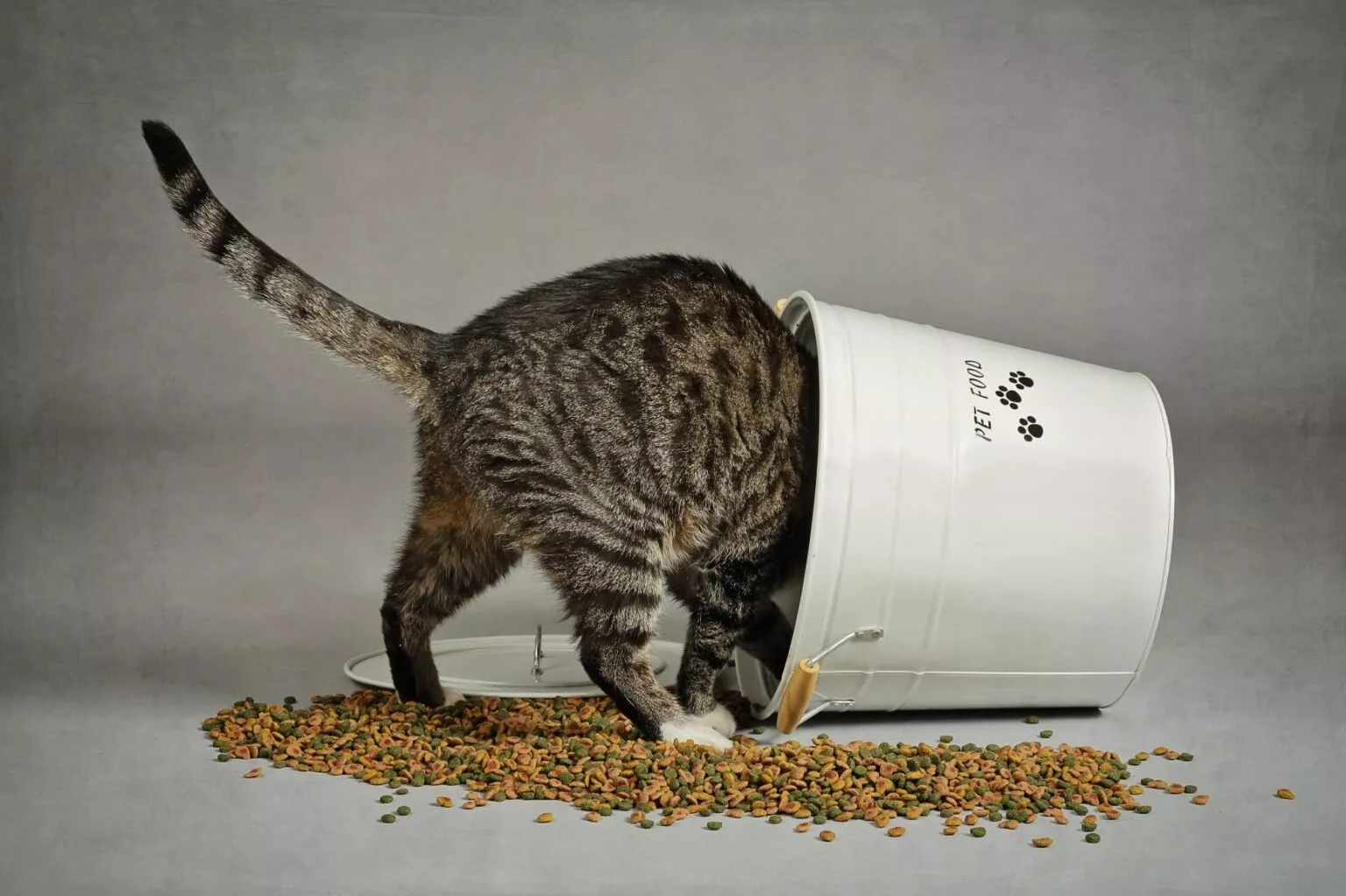 Mačka u kanti s hranom
