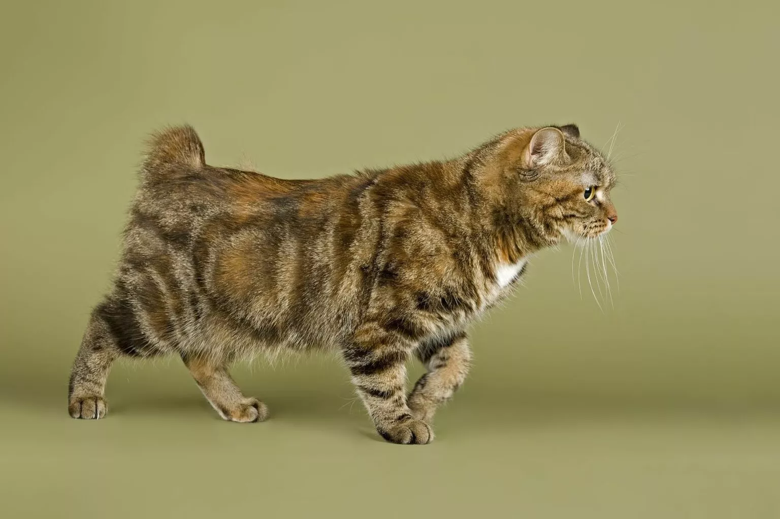 Manska mačka kratkog repa