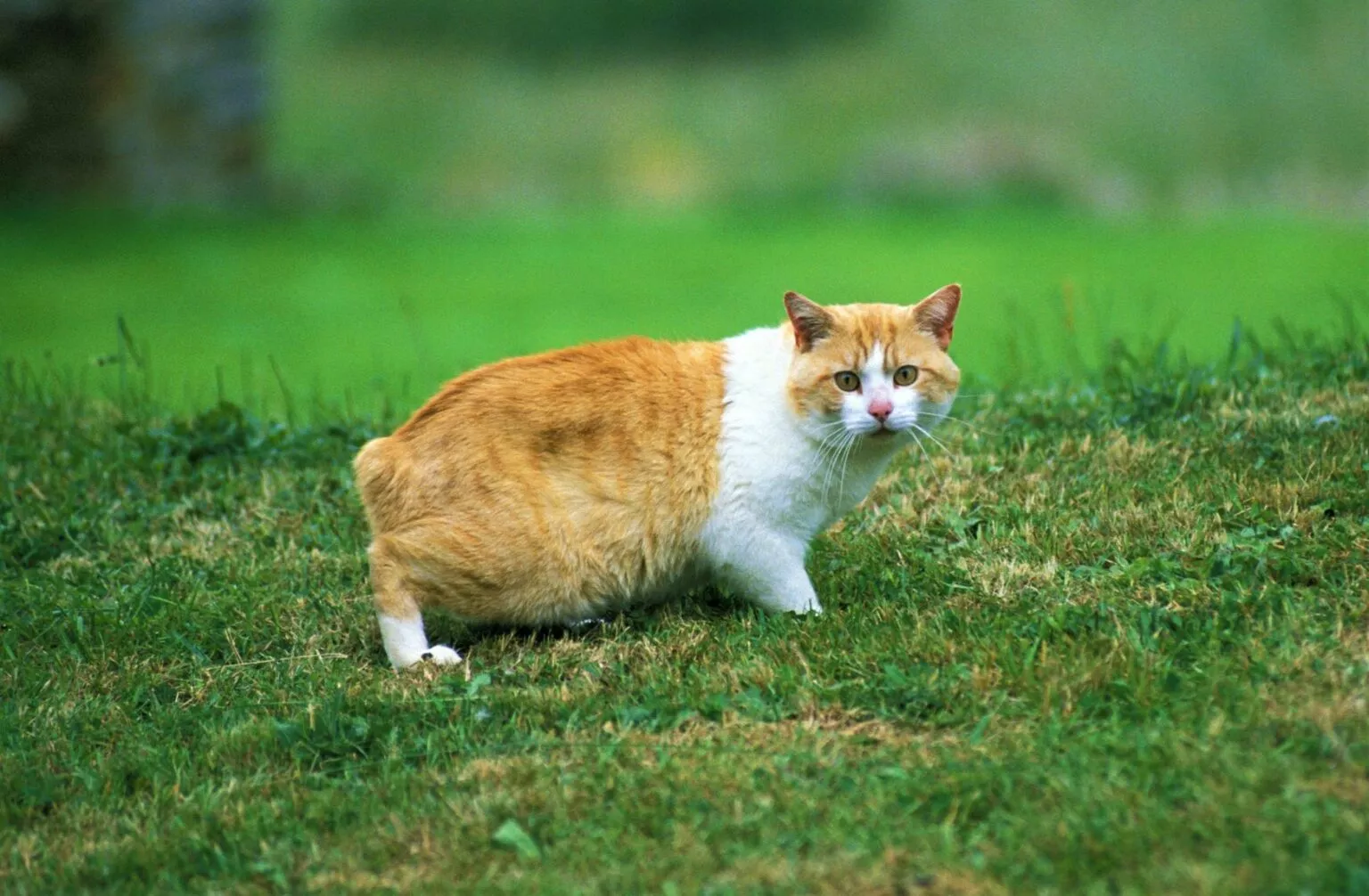 Manska mačka u parku