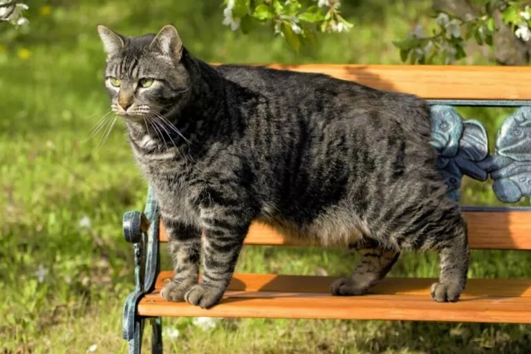 Manska mačka na klupi u parku