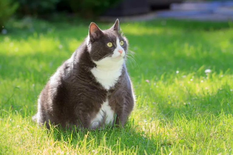 Pretila Mačka sjedi na travi