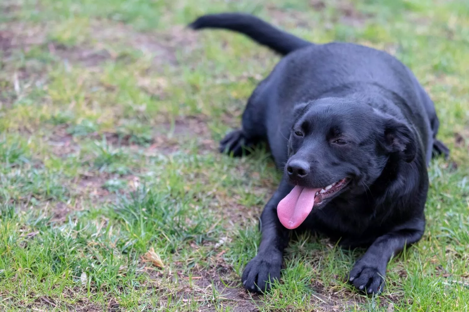 Pretili labrador leži na travi