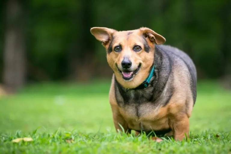 Pretio pas: Welsh Corgi