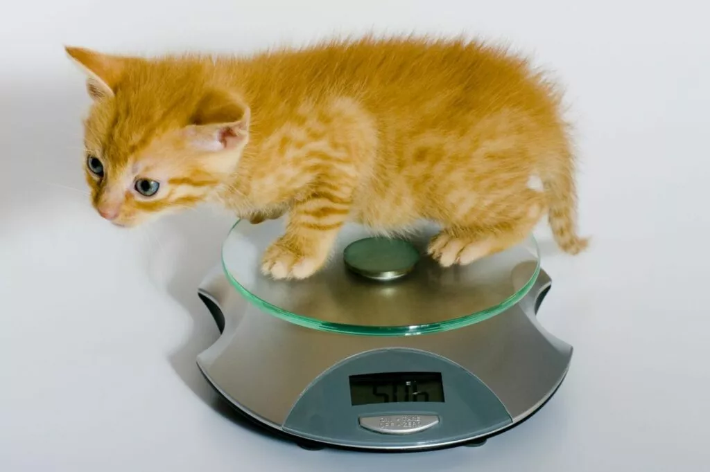 Kontrola težina mačića pomoću kuhinjske vage