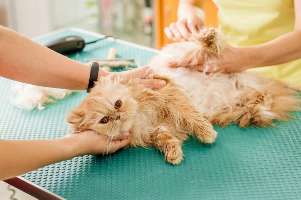 Njega dlake mačke kod veterinara Njegovanje dlake mačke kod profesionalaca