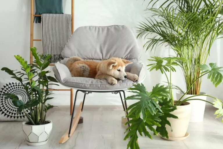 Akita leži na stolici i promatra biljke koje nisu otrovne za pse