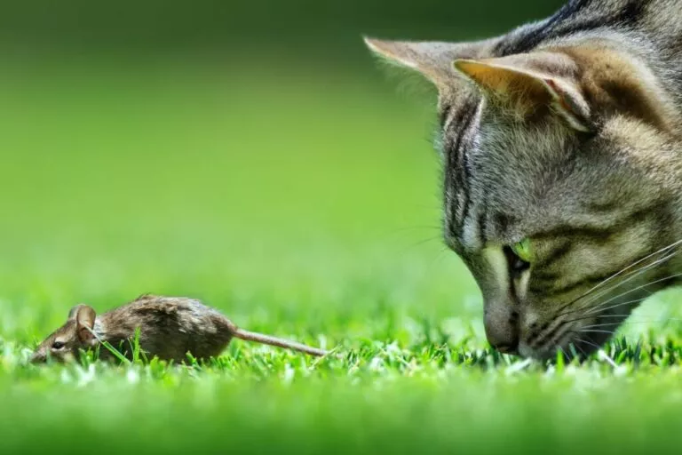 Miševi mogu prenijeti gliste mačkama - čišćenje mačaka od parazita