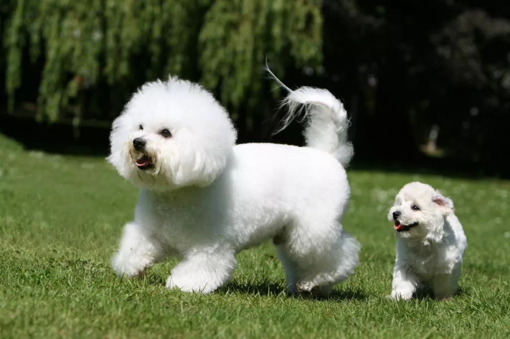 Bichon Frisé majka sa štencem