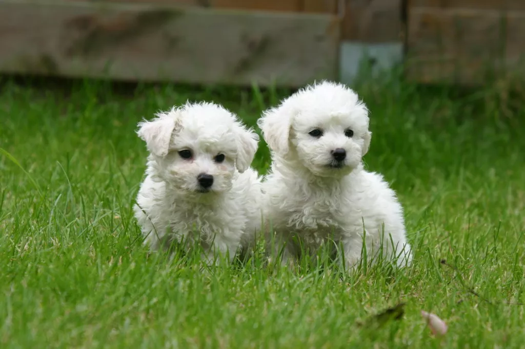 Bichon Frisé štenci na travnjaku