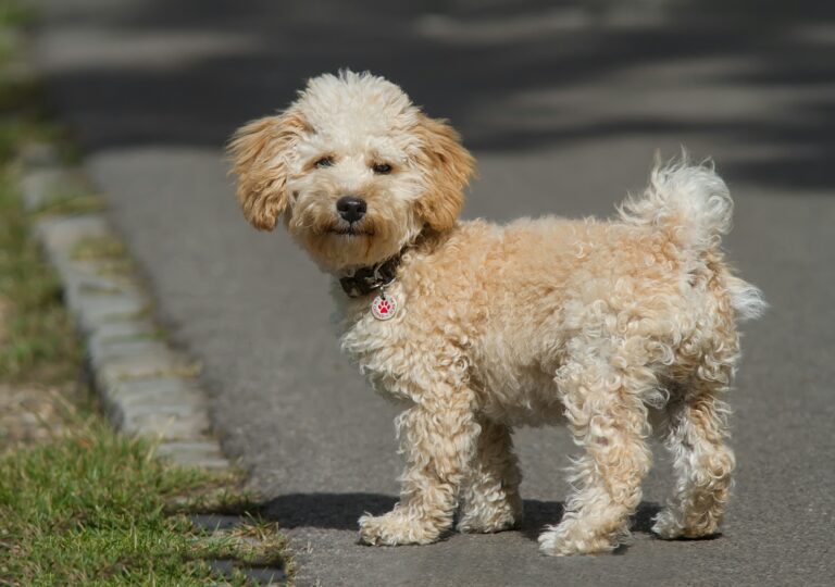 Cavapoo Cavapoo