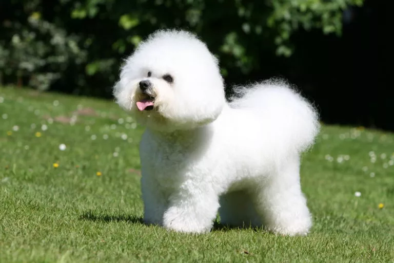 Bichon Frisé na travnjaku