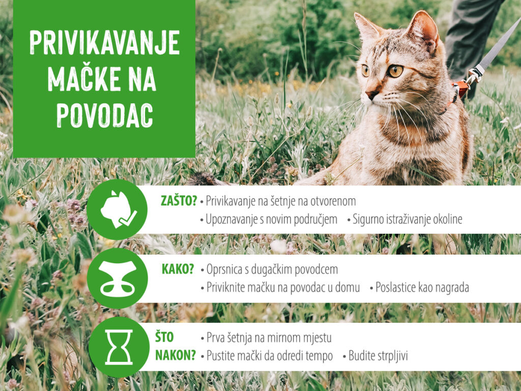 zooplus_Magazine_Outdoor_Cat_Leash_1200x900_HR Kako priviknuti mačku na povodac
