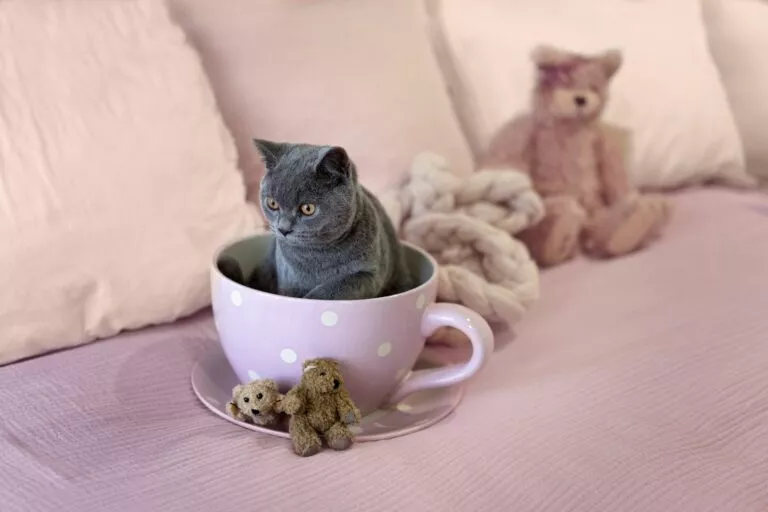 Siva teacup mačka u šalici