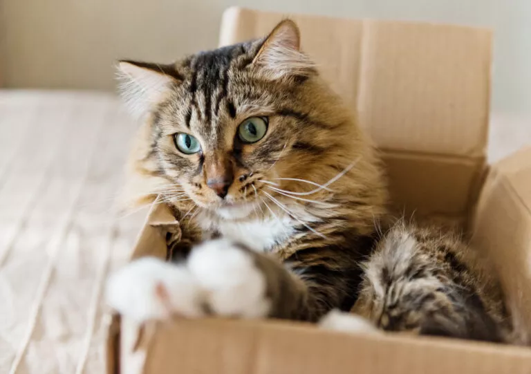 Mačka sjedi u kartonskoj kutiji