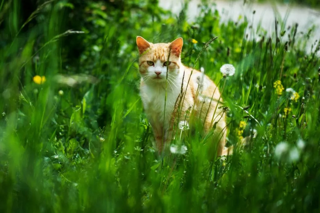 Mačka na otvorenom, u travi