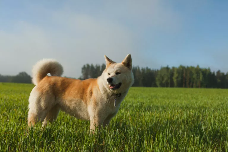 Akita inu na travnjaku