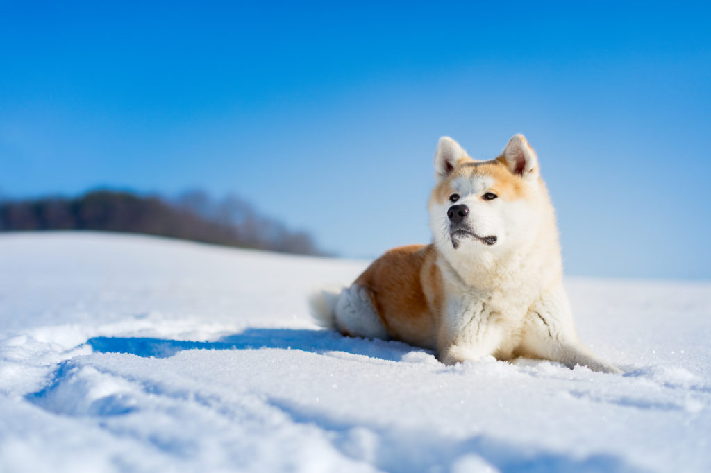 Akita inu na snijegu Akita inu na snijegu