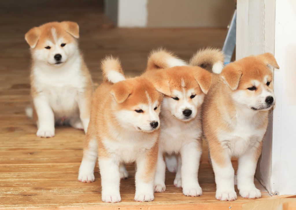 Akita inu štenci Akita inu štenci