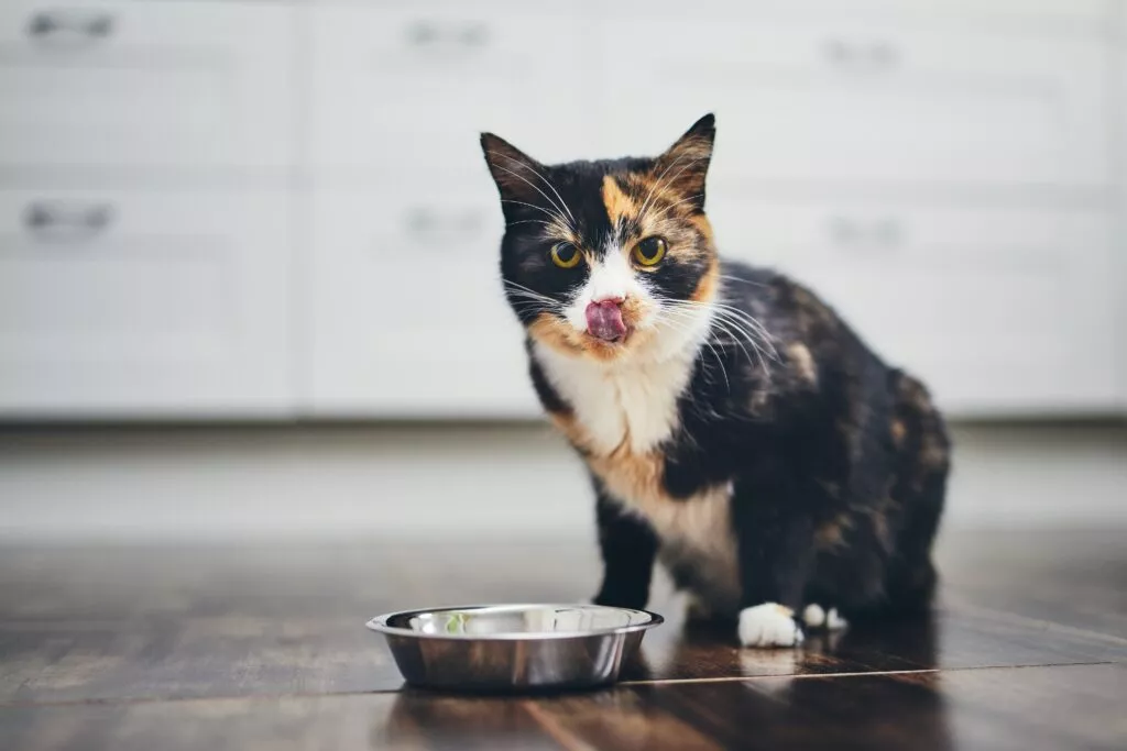 Gladna mačka čeka hranu
