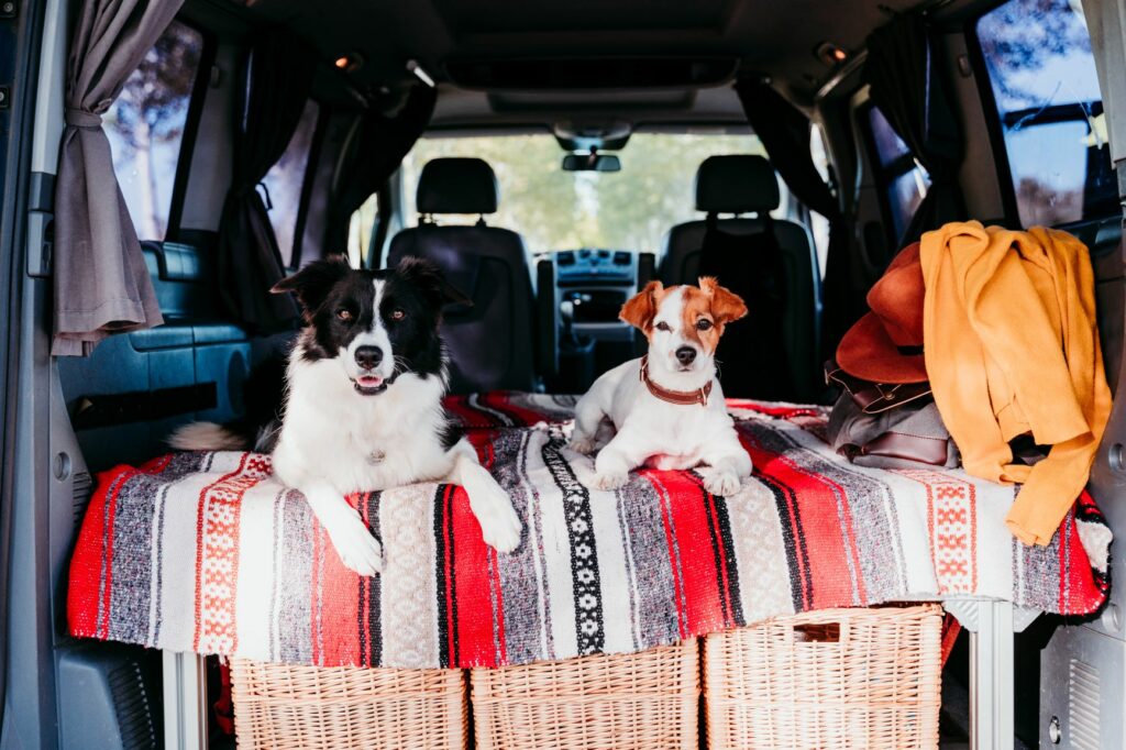 border collie jack russell kampiranje Kampiranje sa psima