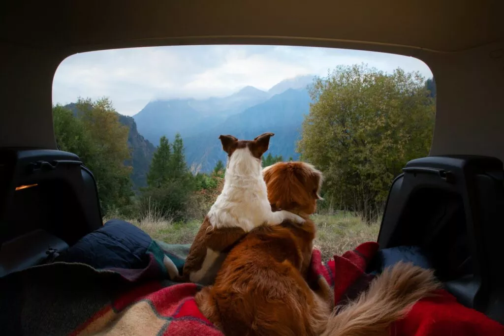 Vožnja i kampiranje sa psima