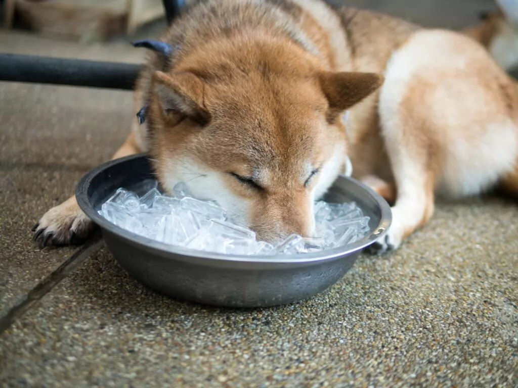 Pas se hladi s njuškom u zdjelici s ledom