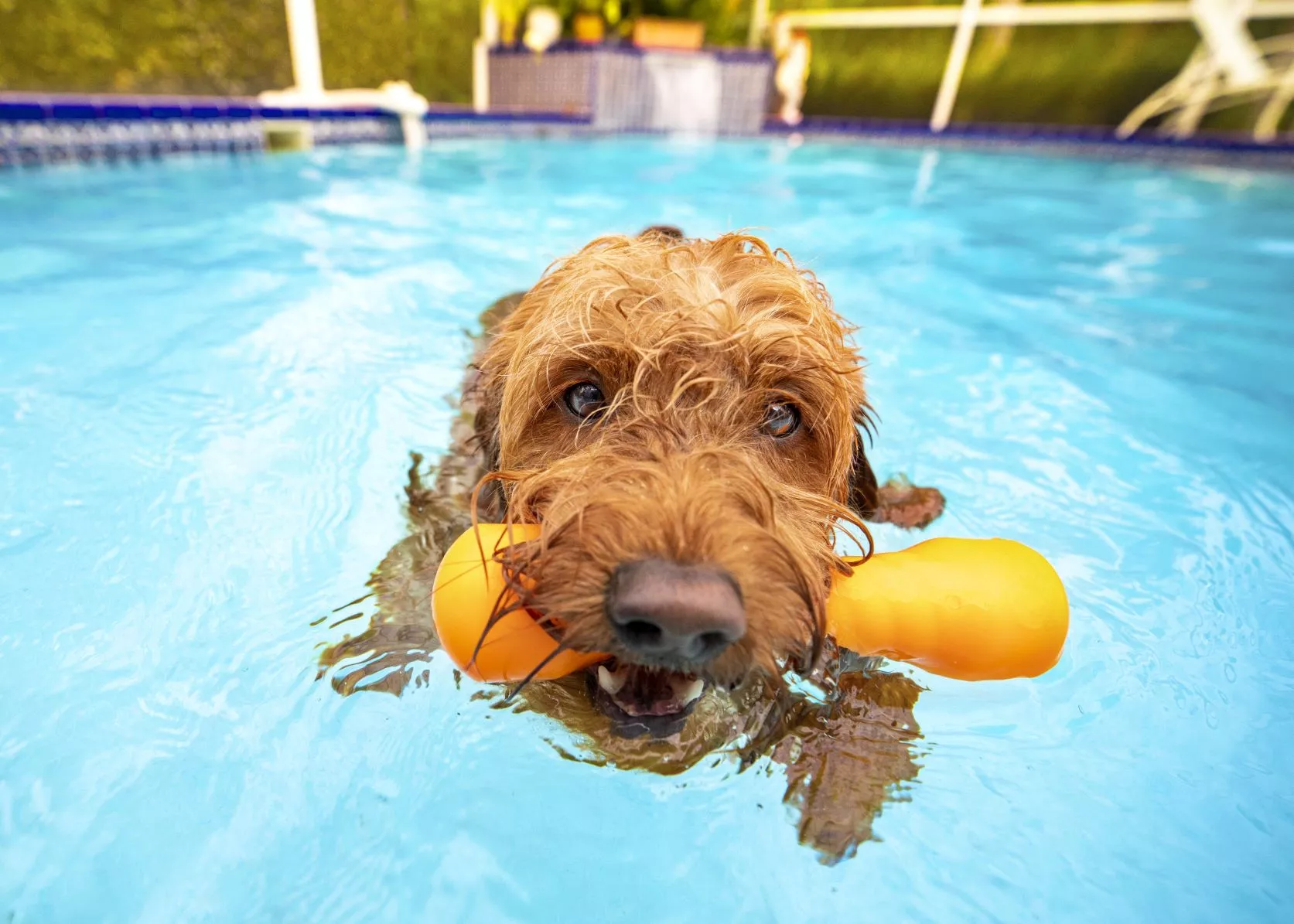 Pas u bazenu s plutajućom igračkom