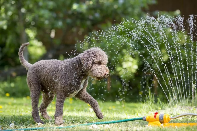 Rashlađivanje za pse: Pas u vrtu s prskalicom