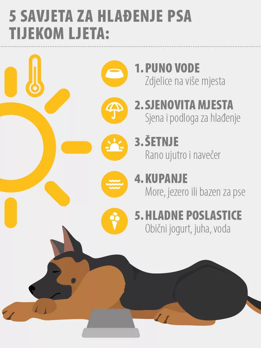 Rashlađivanje psa tijekom ljeta