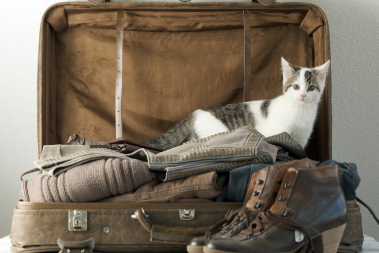 Mačka u kuferu; hoteli za mačke