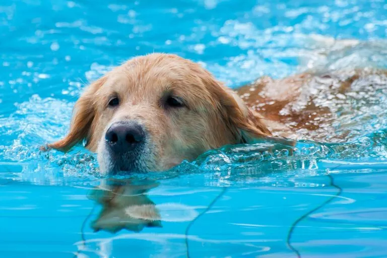 Pas pliva u bazenu