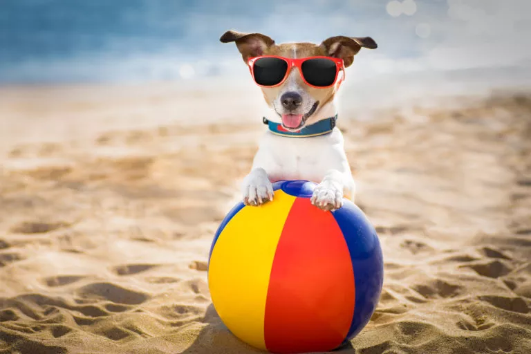 Ljeto s psom: ljetna oprema za pse