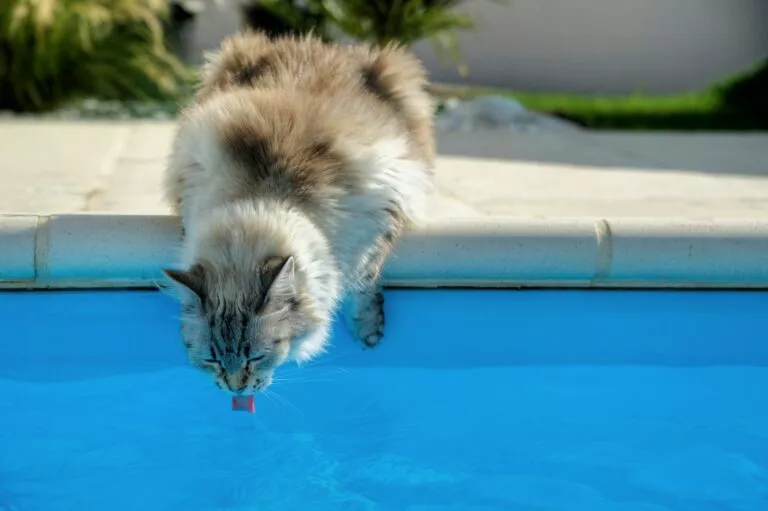 Dehidracija mačke: mačka pije vodu iz bazena