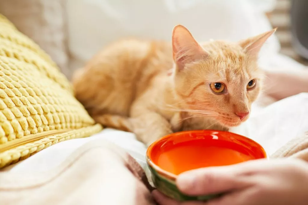 Mačka pije iz zdjelice za vodu