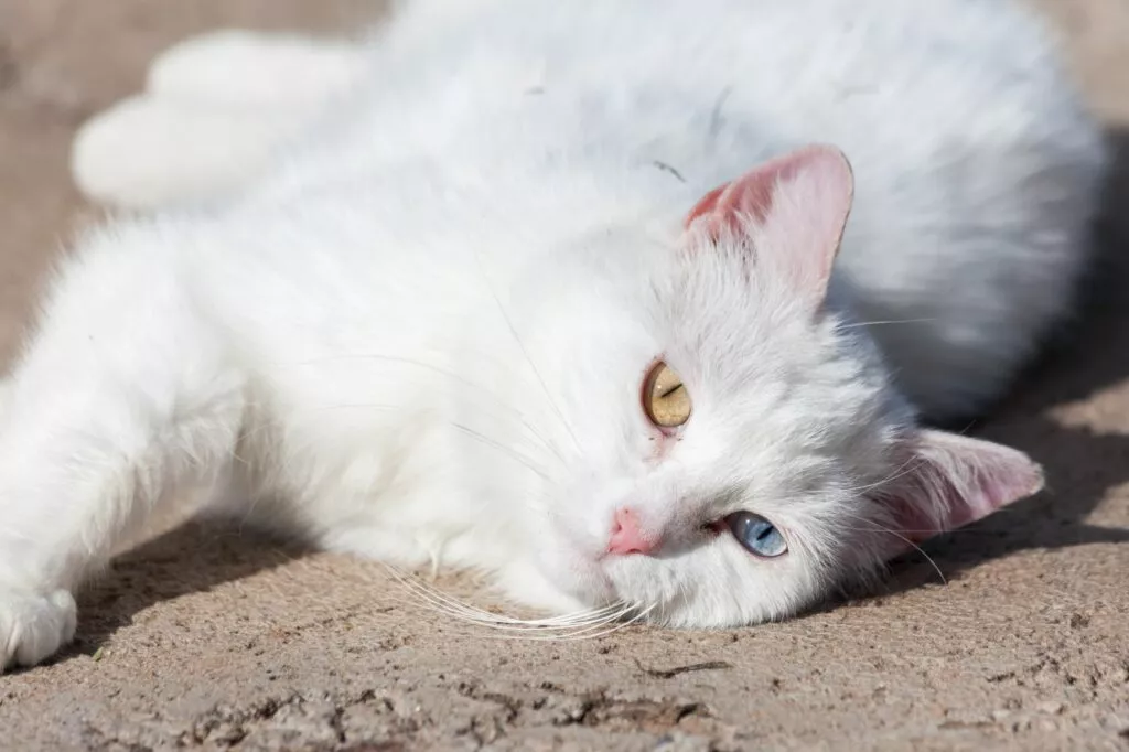 Bijela mačka na suncu