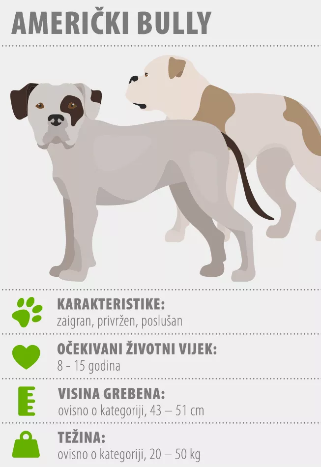 Američki bully infografika