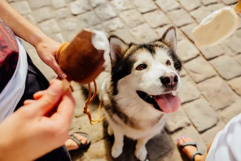 Husky i vlasnici, sladoled za pse