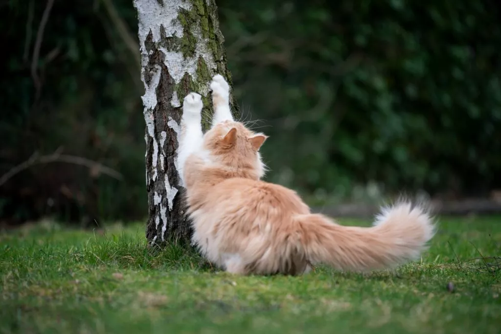Mačka grebe deblo