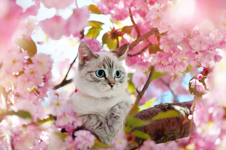 Mačka na stablu trešnje