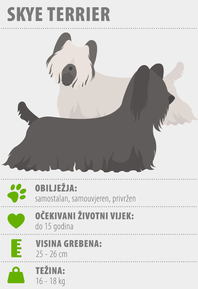 SkyeTerrier_HR Skye terijer infografika